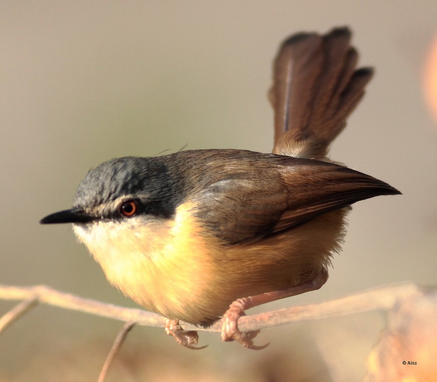 Ashy Prinia - Ains Priestman