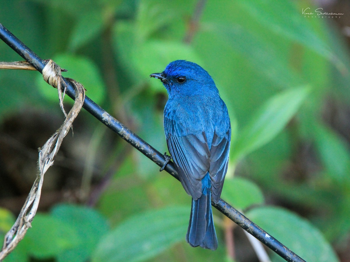 Nilgiri Flycatcher - ML146164981