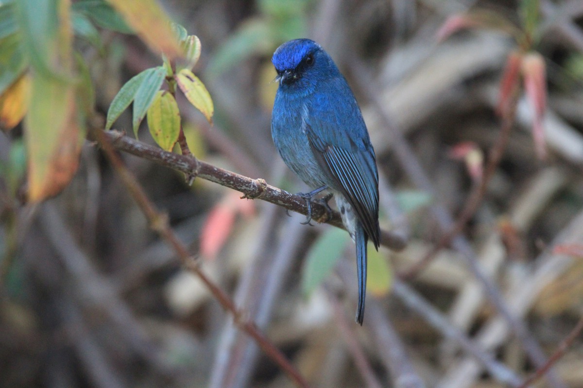 Nilgiri Flycatcher - ML146165081