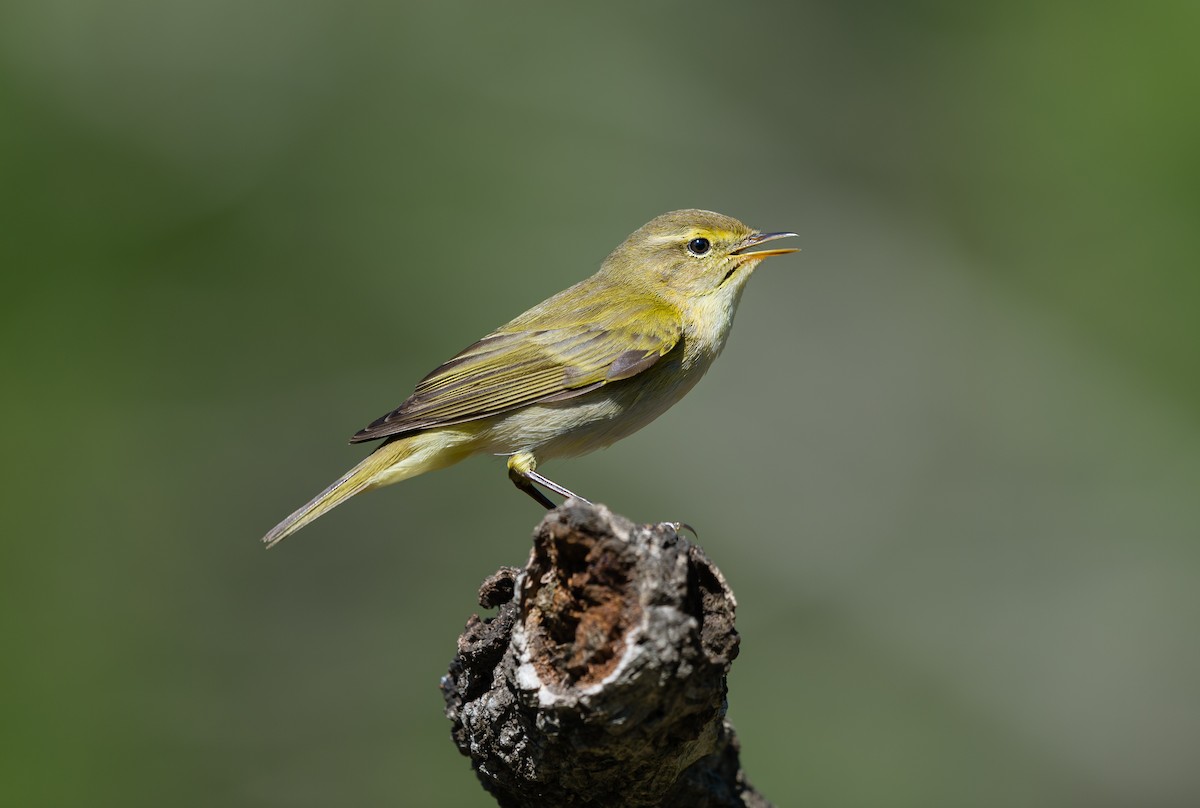 Iberian Chiffchaff - Rui Pereira | Portugal Birding