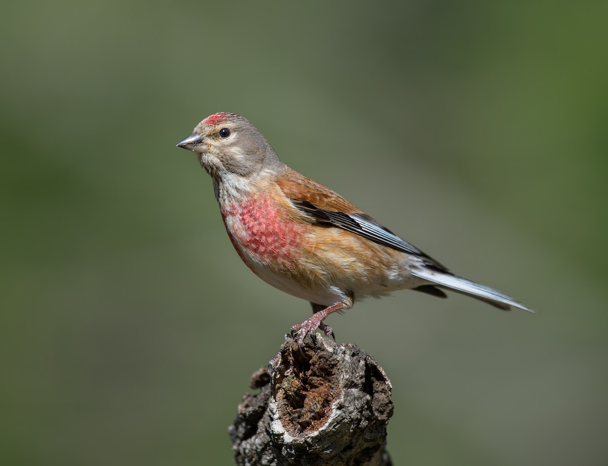 Eurasian Linnet - Rui Pereira | Portugal Birding
