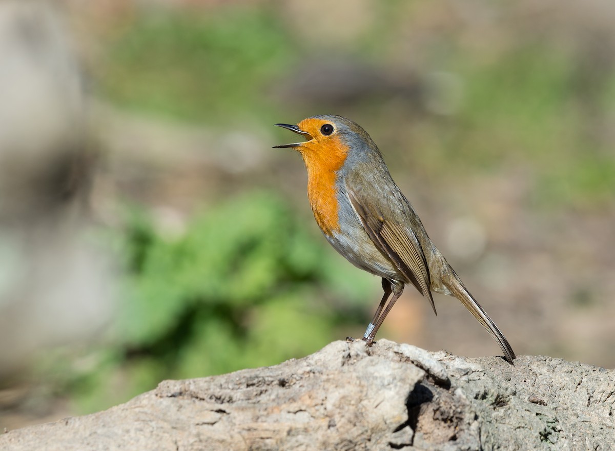 European Robin - ML146165701