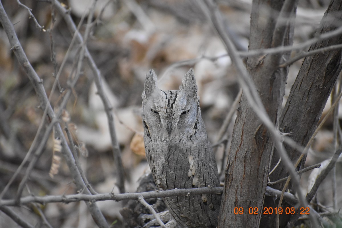 Pallid Scops-Owl - ML146166001