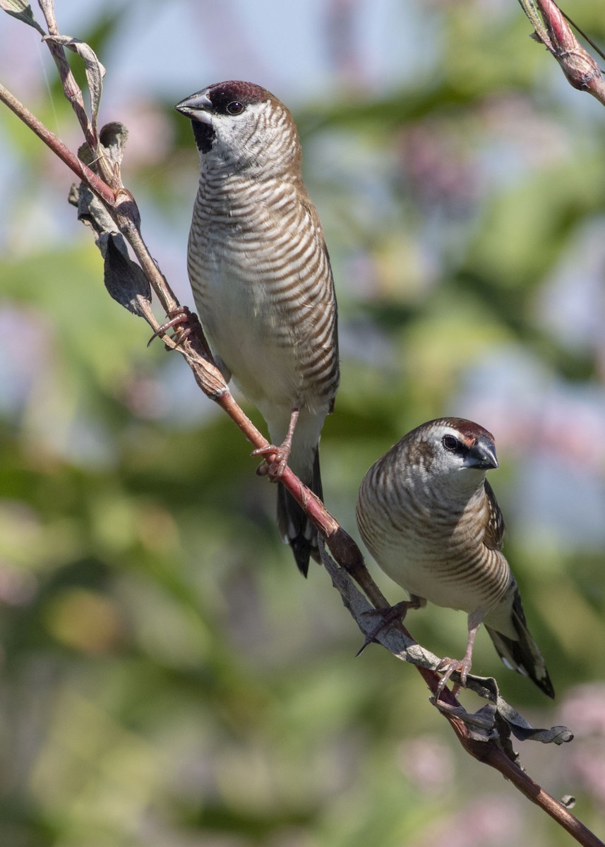 Plum-headed Finch - Stephen Murray