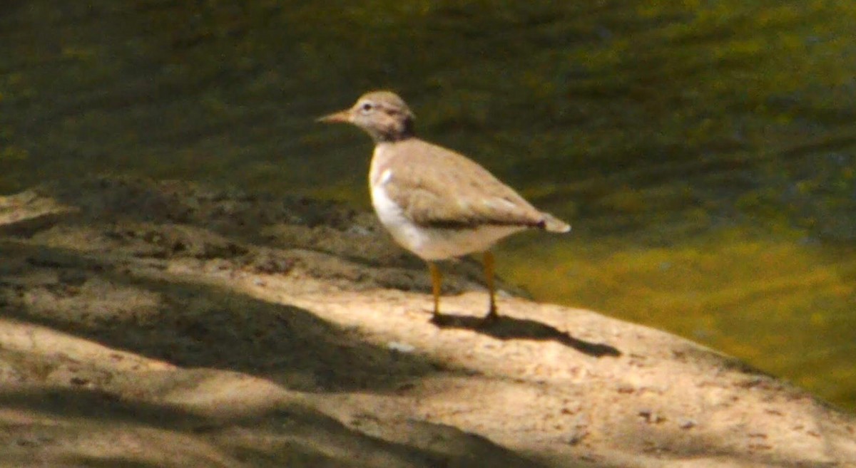 Spotted Sandpiper - ML146167891