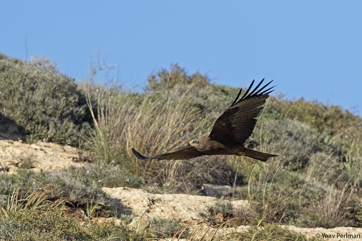 Сохор элээ - ML146168261