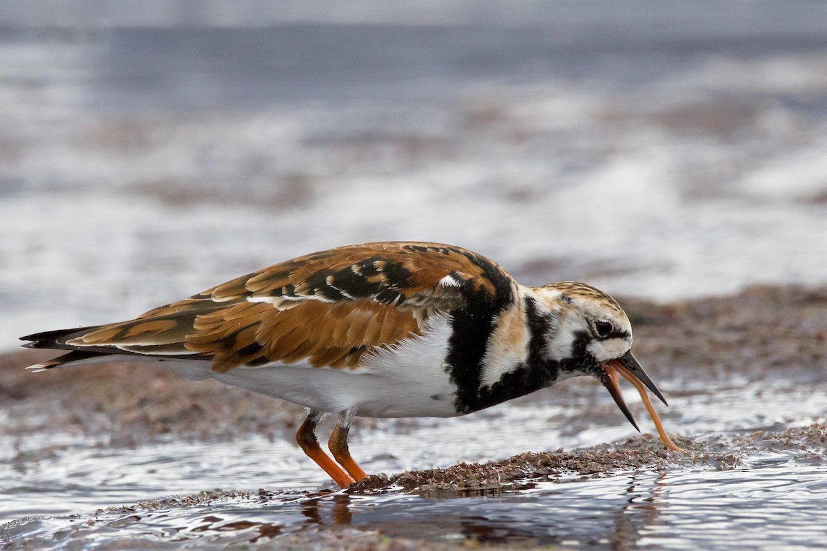 Ruddy Turnstone - Martin Potter