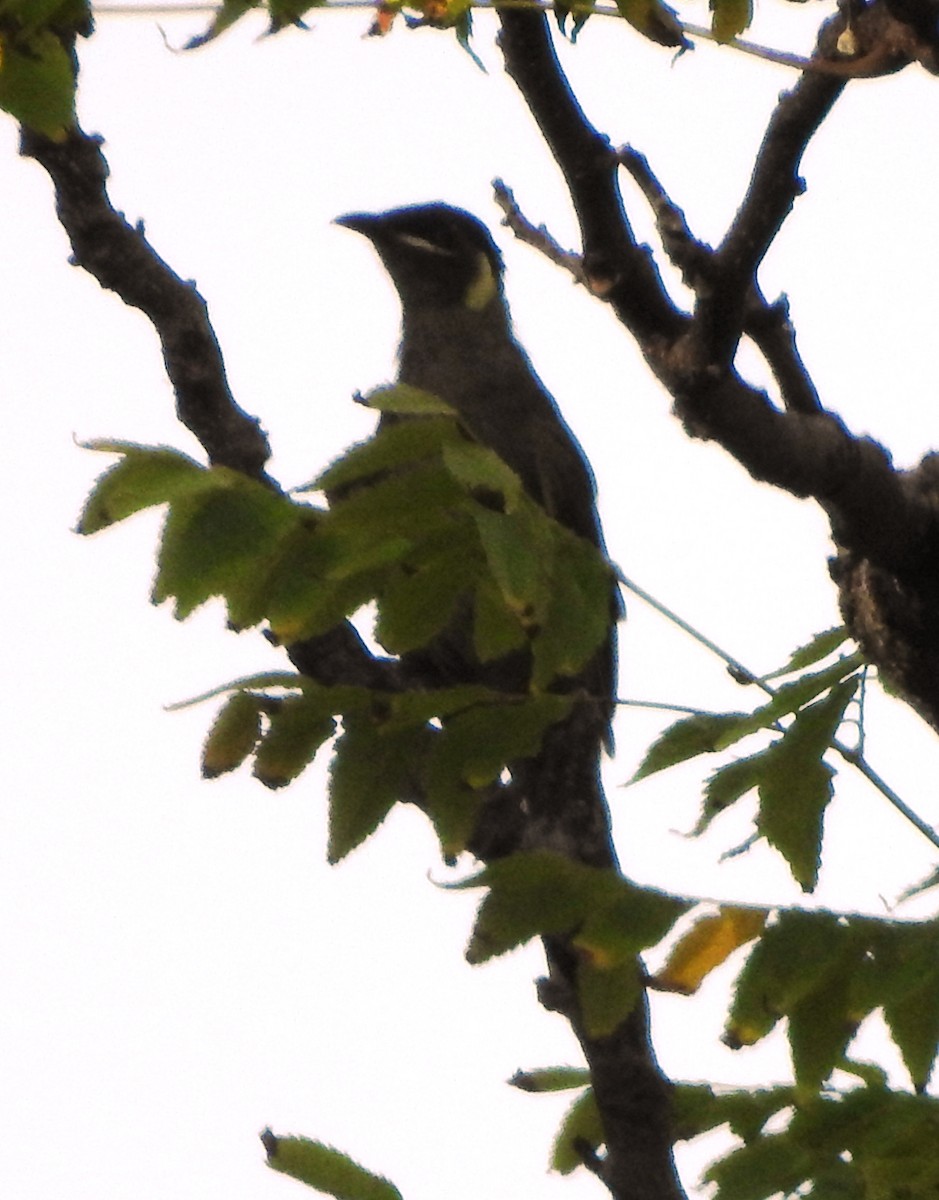 Lewin's Honeyeater - Chris Storrie