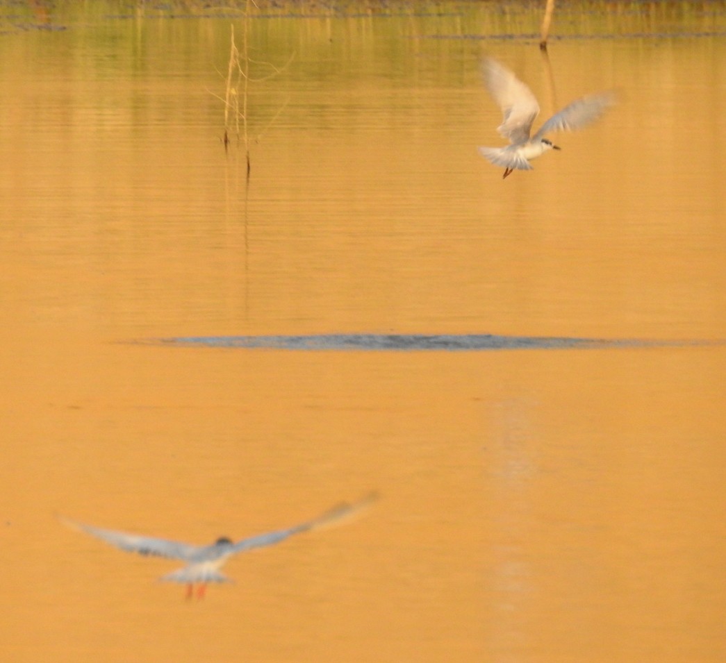 Whiskered Tern - ML146172511