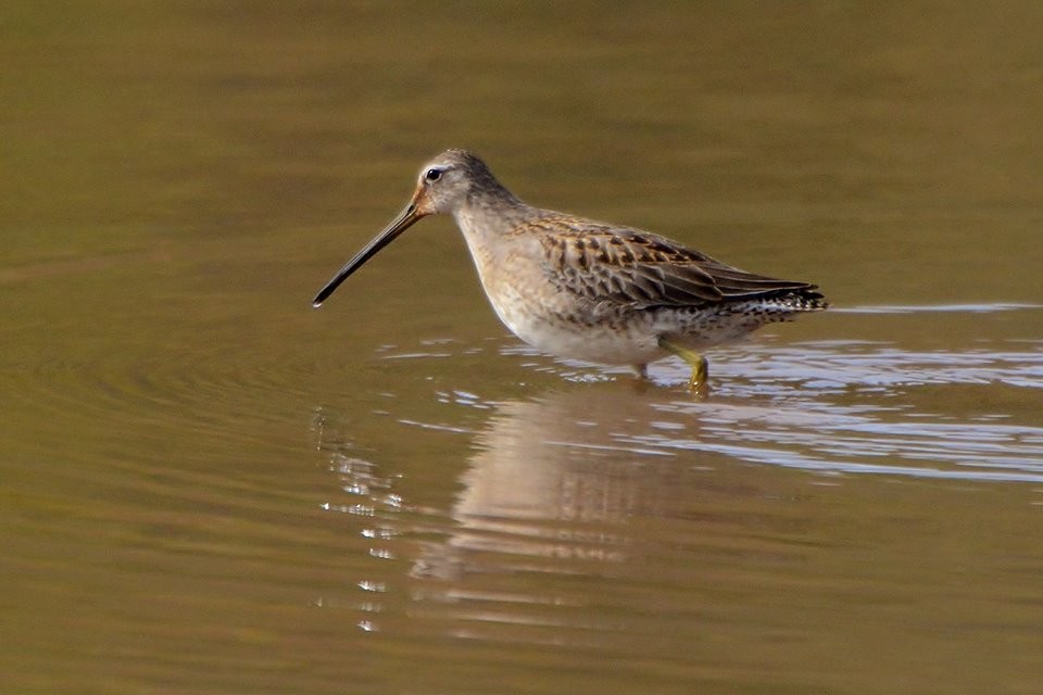 Long-billed Dowitcher - ML146173671