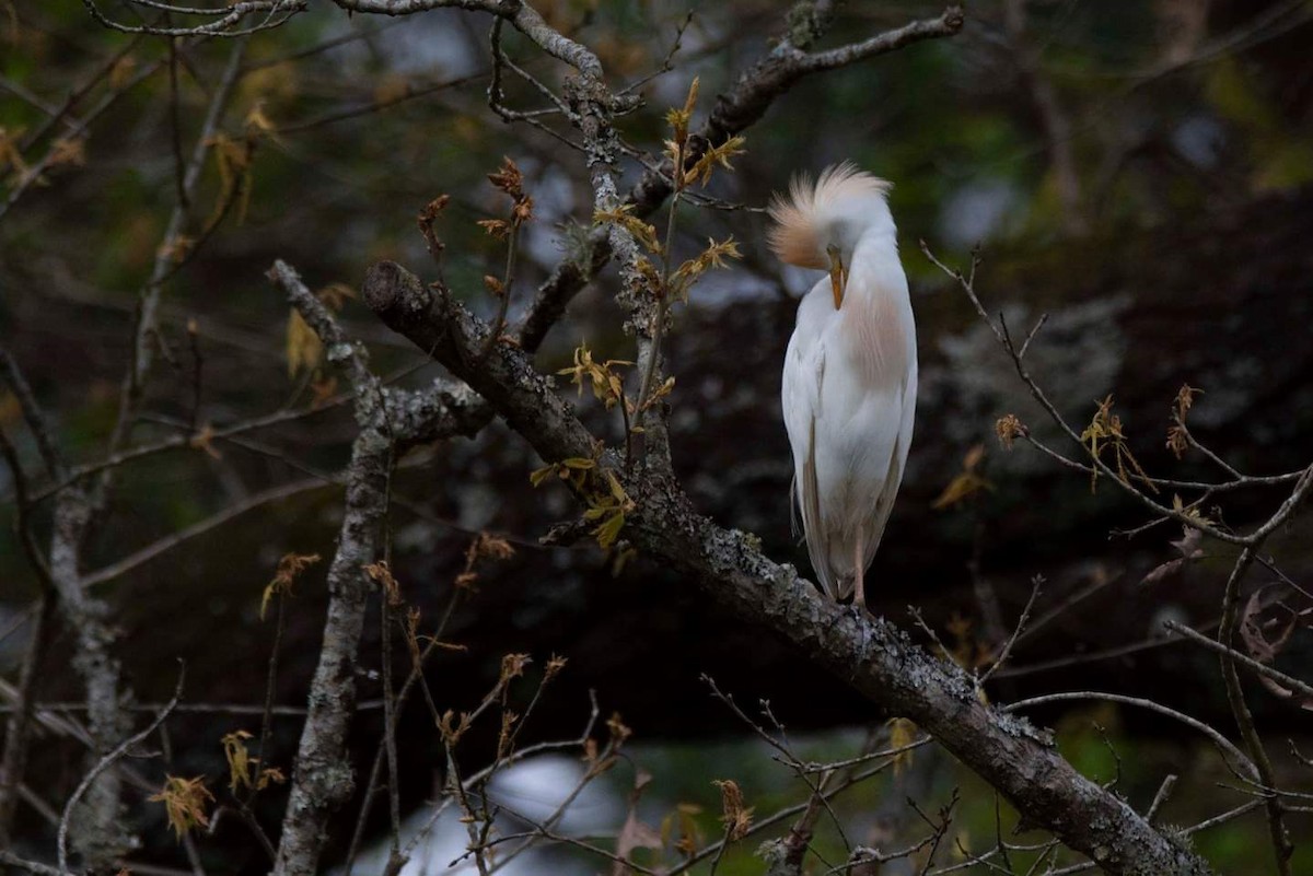 Western Cattle Egret - ML146175061