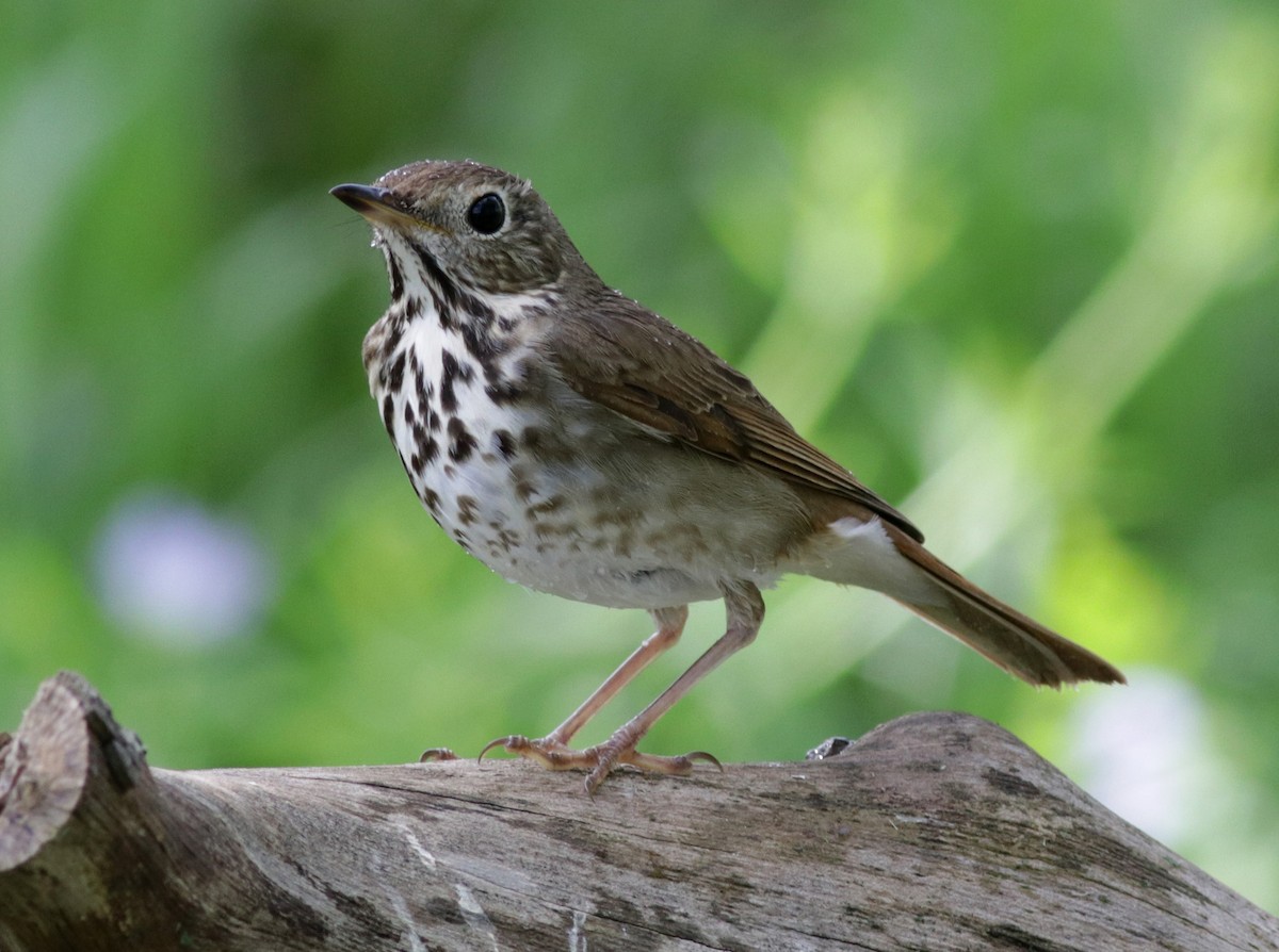 Hermit Thrush - Ann Mallard