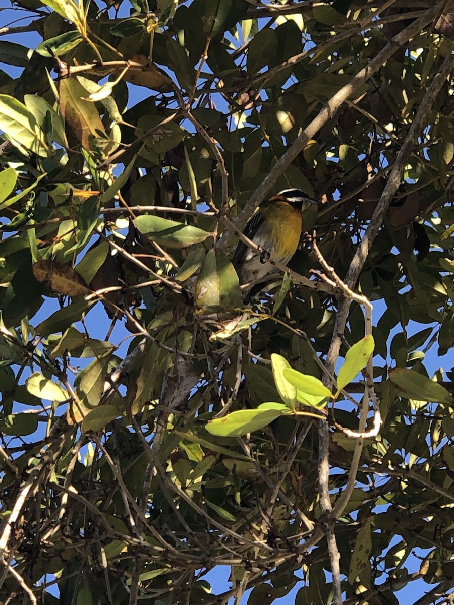 Puerto Rican Spindalis - ML146176551