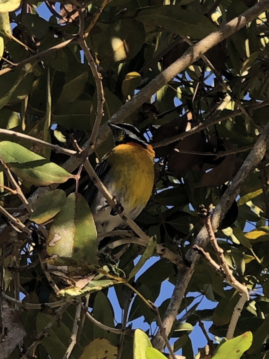 Puerto Rican Spindalis - ML146176561