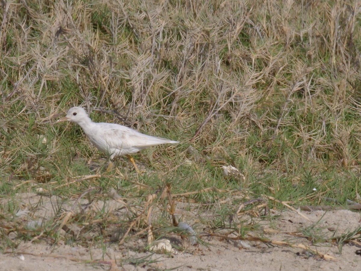 Common Sandpiper - ML146178971