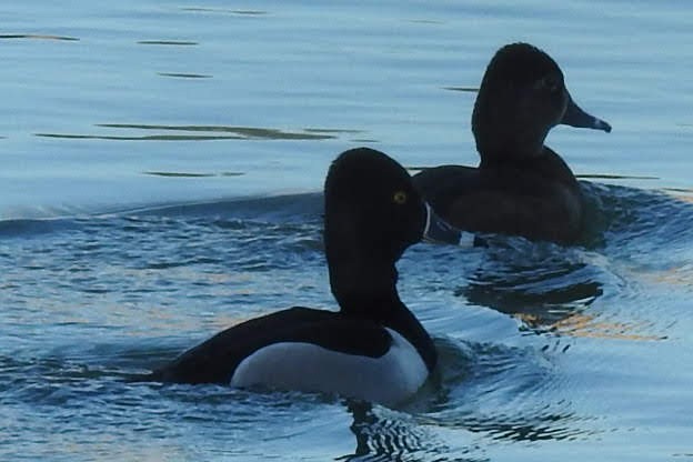 Ring-necked Duck - ML146181061