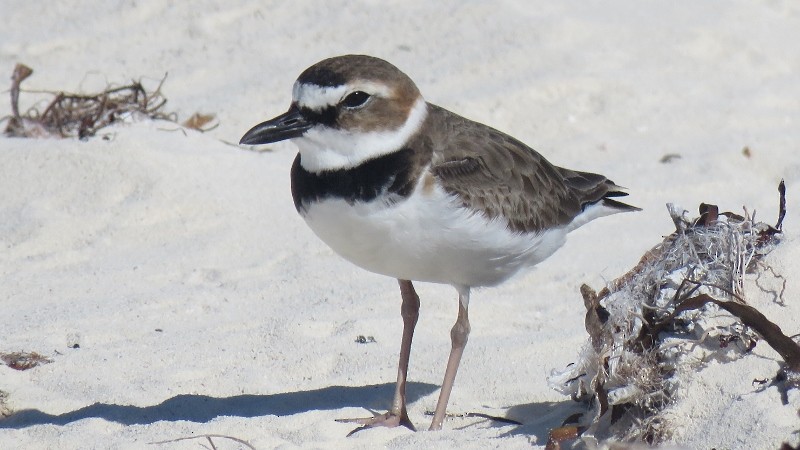 Wilson's Plover - ML146182541