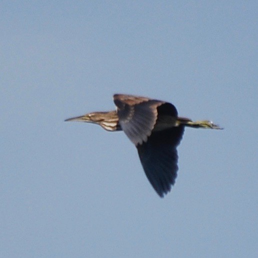 American Bittern - ML146183051