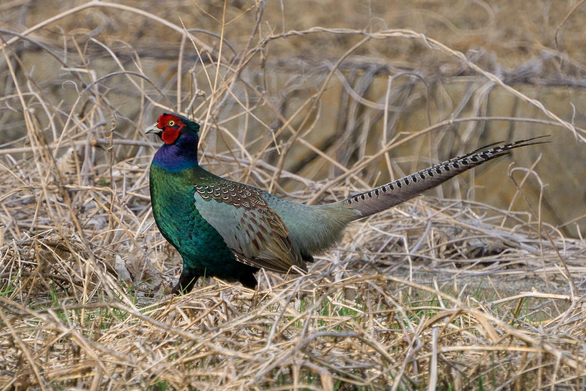 Green Pheasant - ML146183081