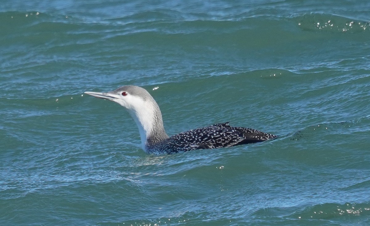 Red-throated Loon - ML146183921