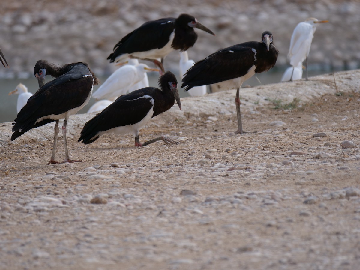 Abdim's Stork - ML146184181