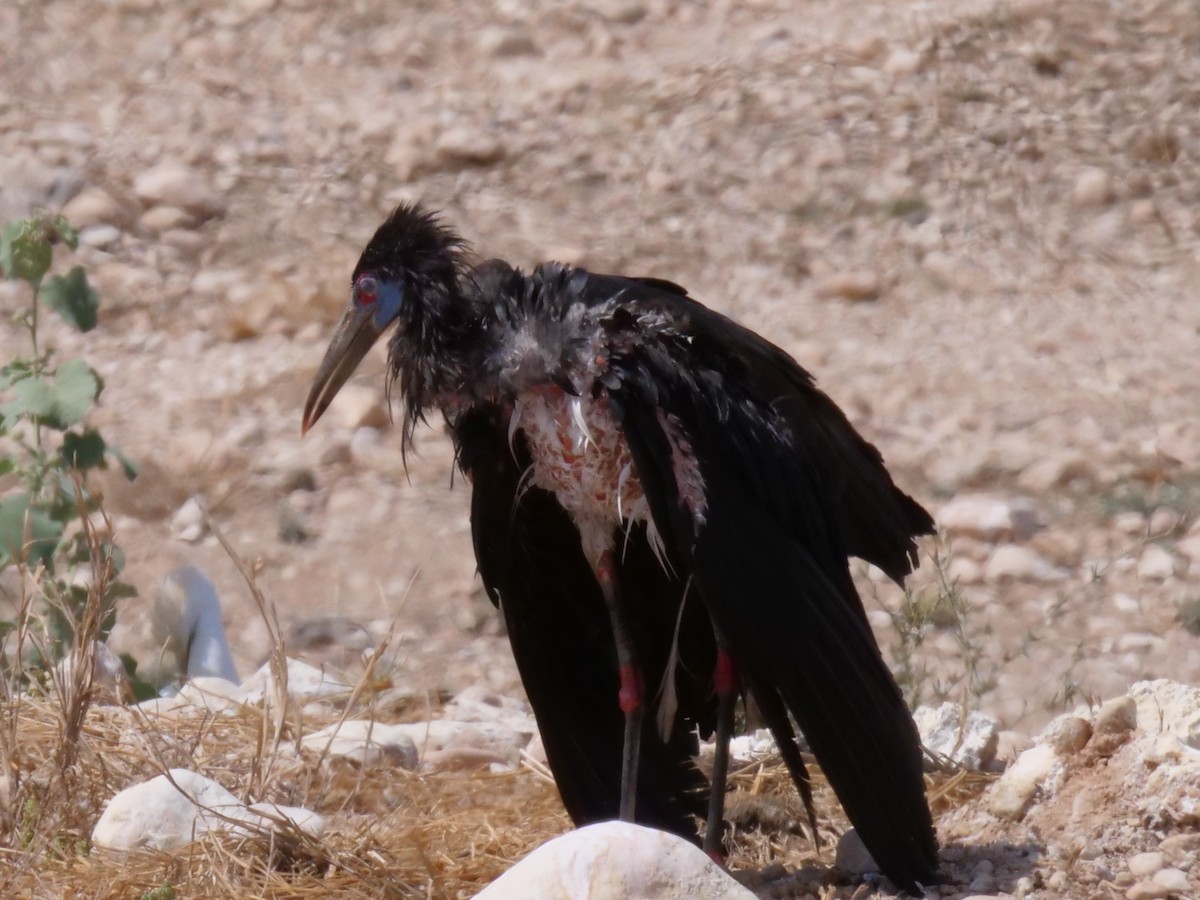 Abdim's Stork - ML146184331