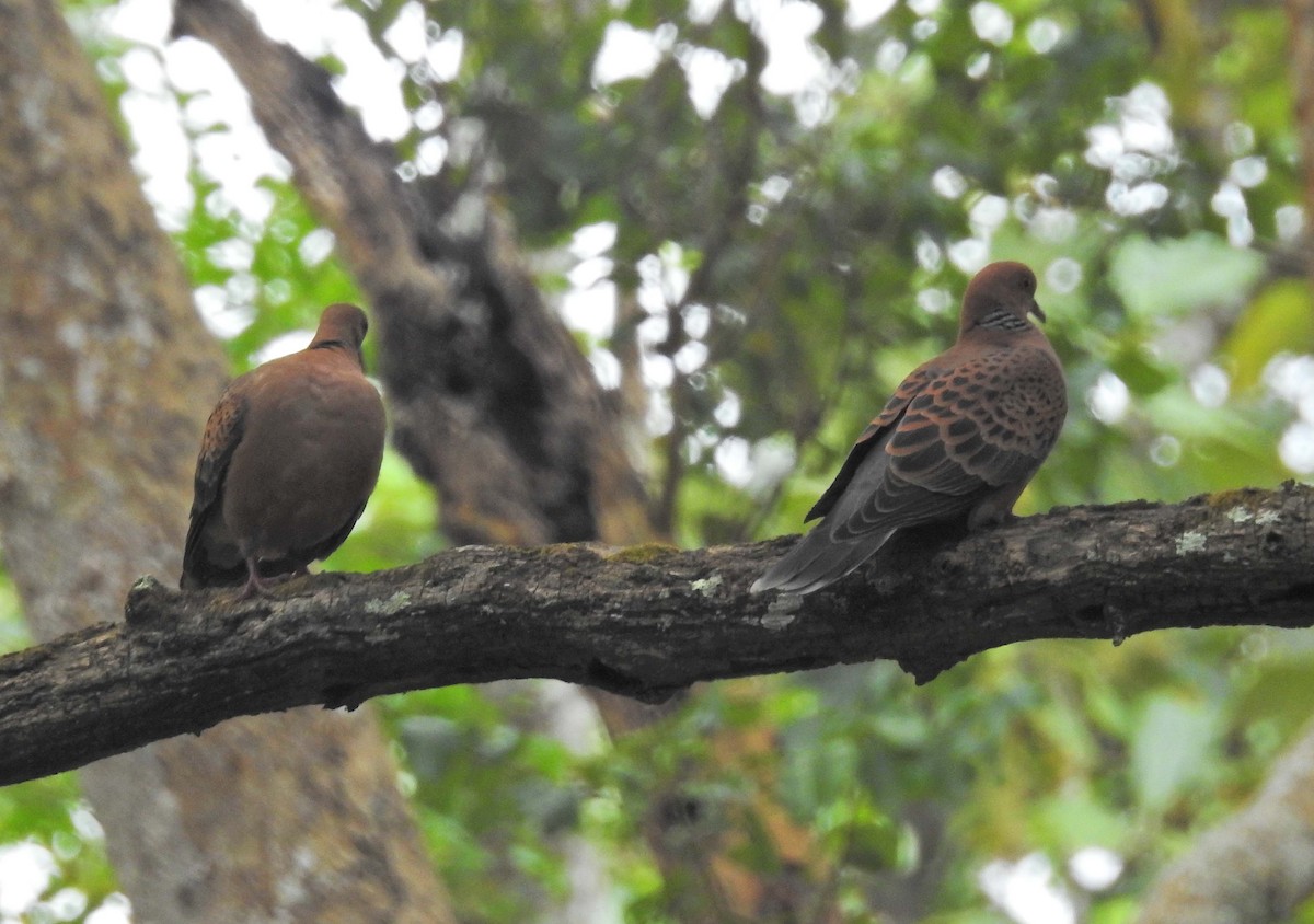 Oriental Turtle-Dove - ML146184511