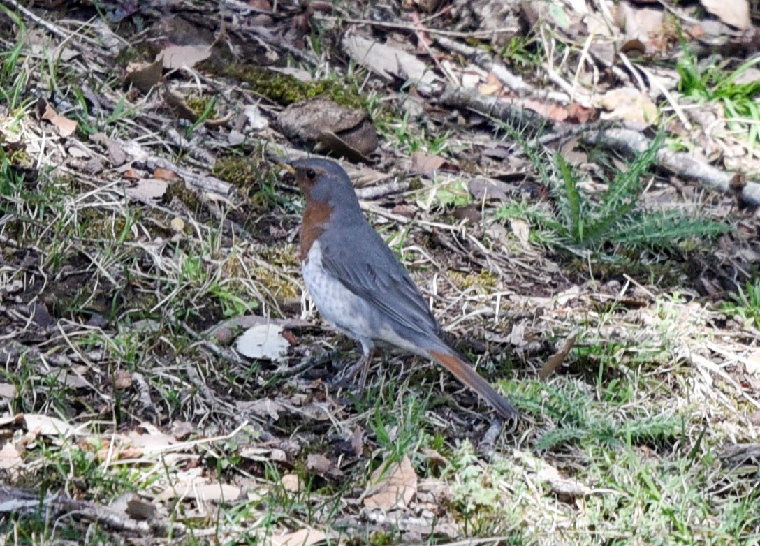 Red-throated Thrush - ML146184961