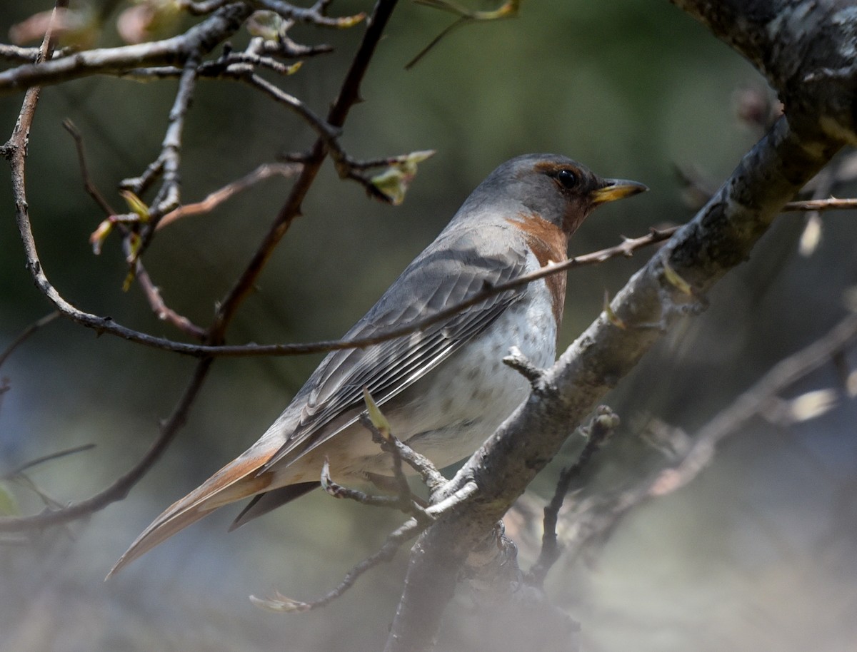 Red-throated Thrush - ML146185001