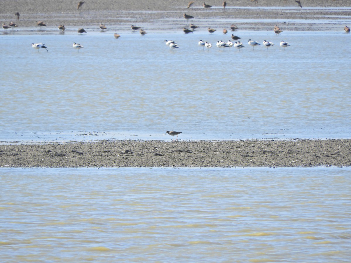 Common Redshank - ML146185741