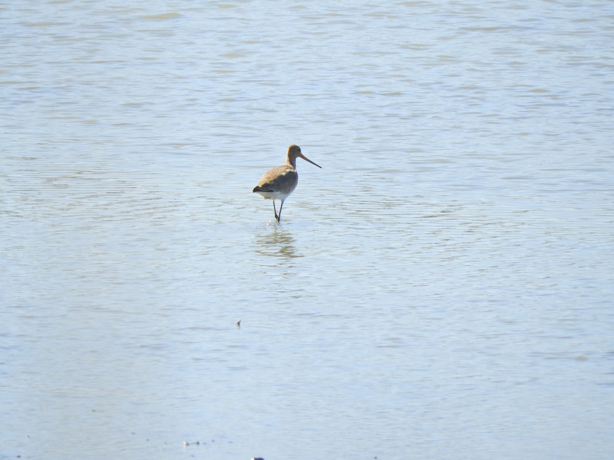 Black-tailed Godwit - ML146185801