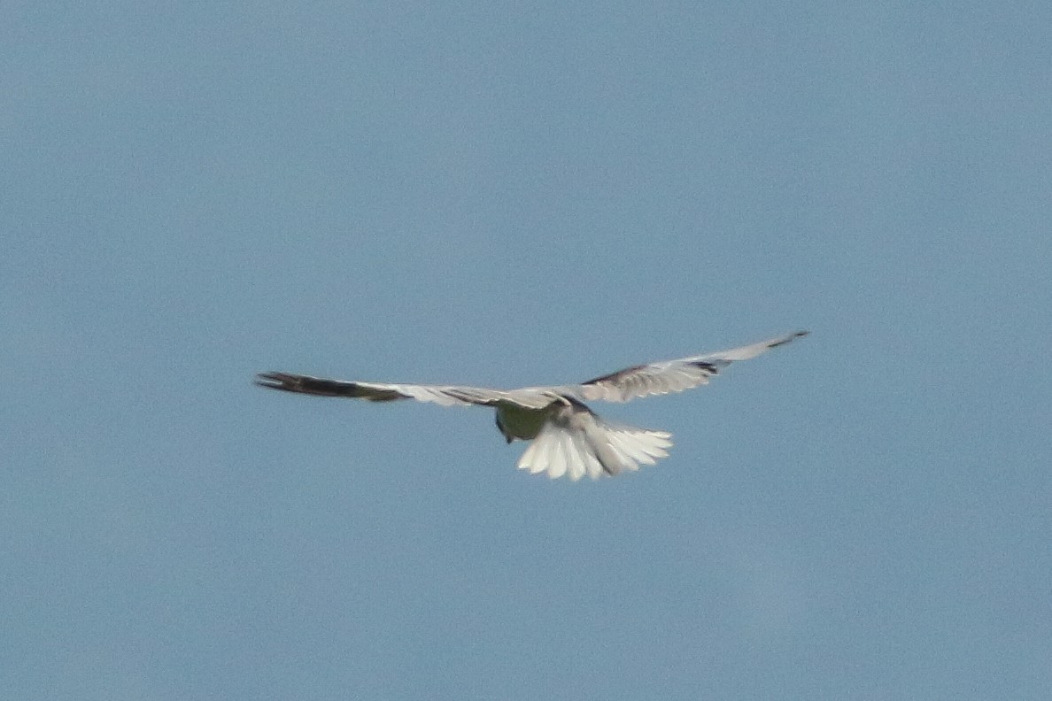 Black-winged Kite - Nesrudheen PP