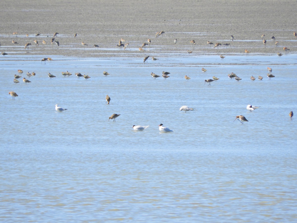 Gaviota Cabecinegra - ML146185941