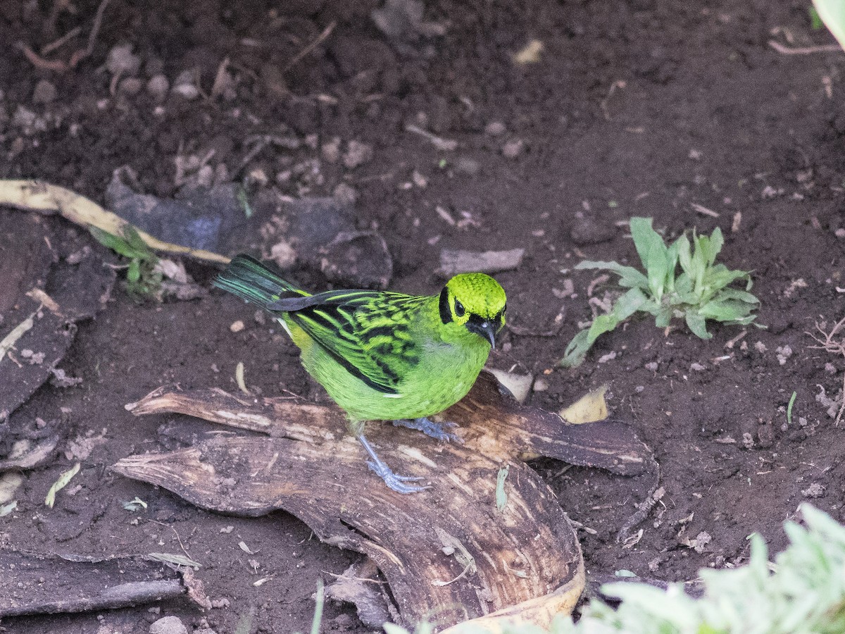 Emerald Tanager - ML146186371