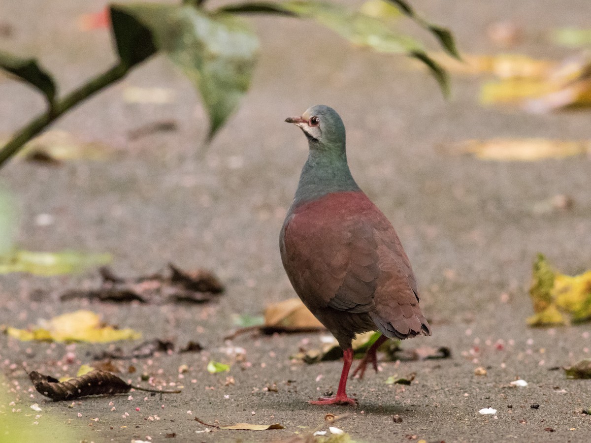 Buff-fronted Quail-Dove - matthew sabatine