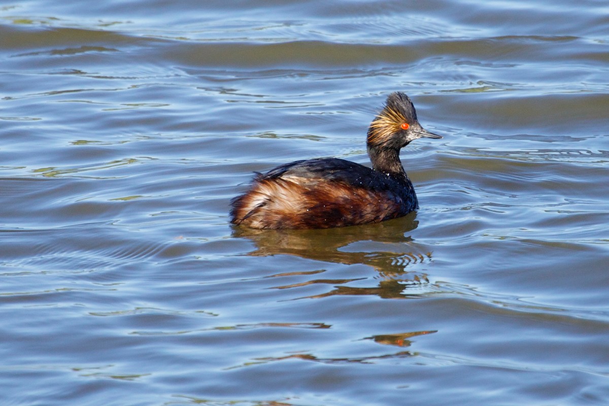 Eared Grebe - ML146187671