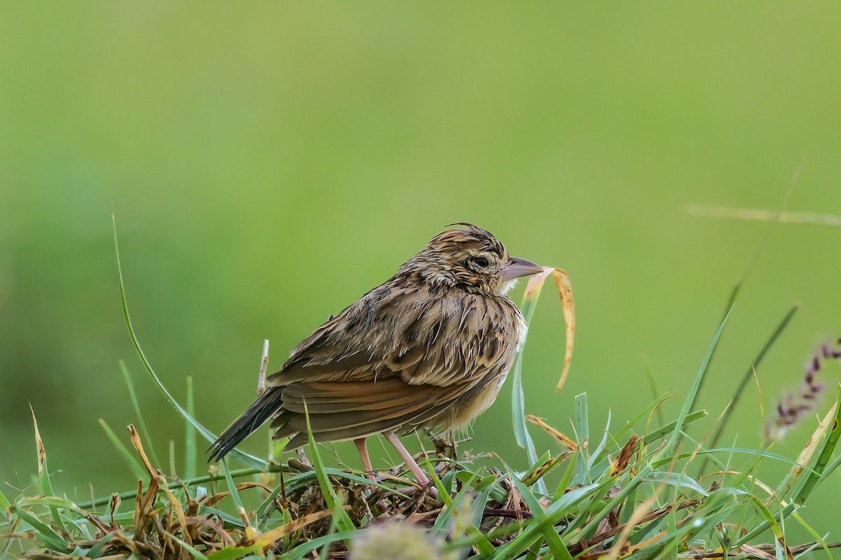 Indian Bushlark - ML146189461