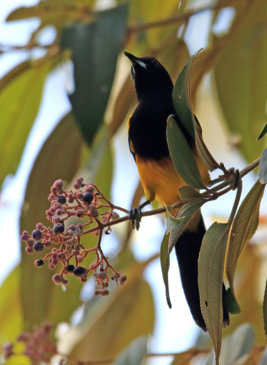 Black-cowled Oriole - ML146189881