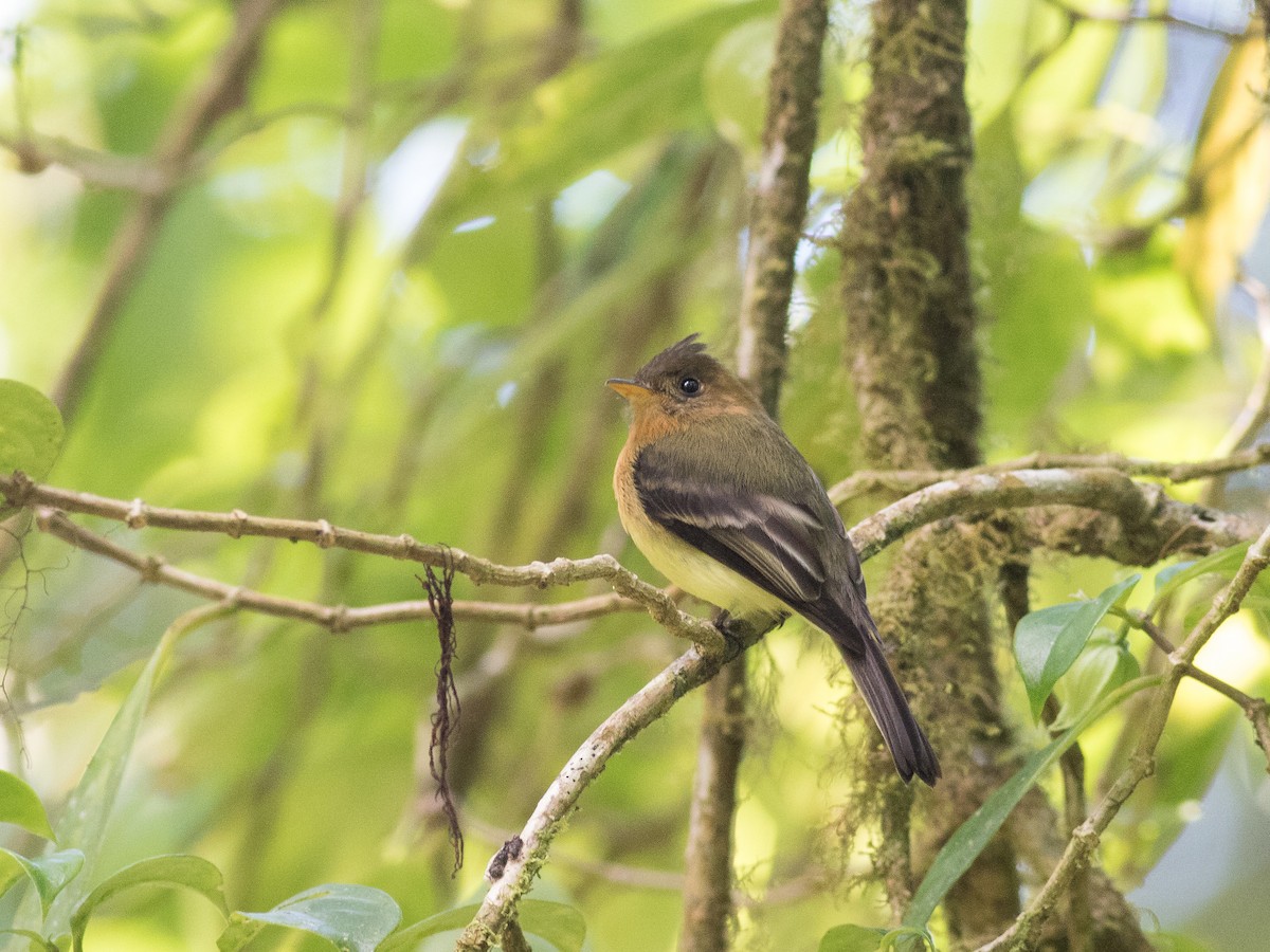 Tufted Flycatcher - ML146190681