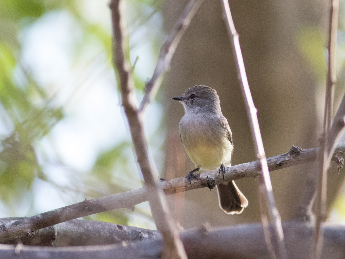 Northern Scrub-Flycatcher - ML146190861