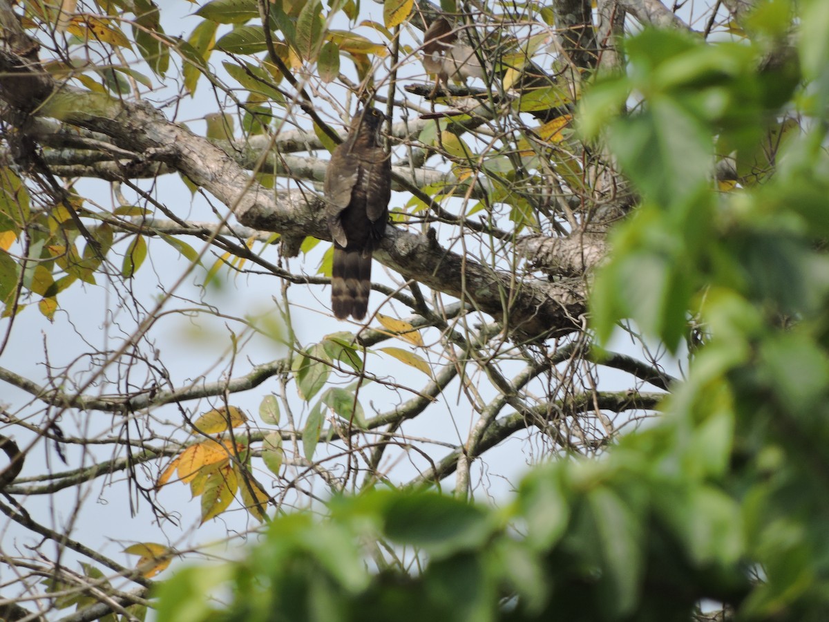 Large Hawk-Cuckoo - ML146190971