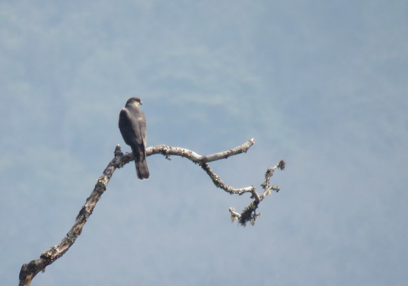 Eurasian Sparrowhawk - ML146191071