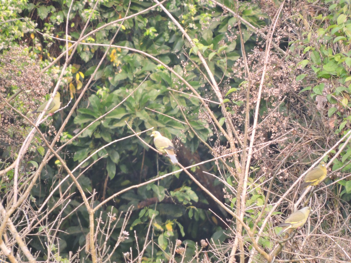 holub oranžovoprsý - ML146191391