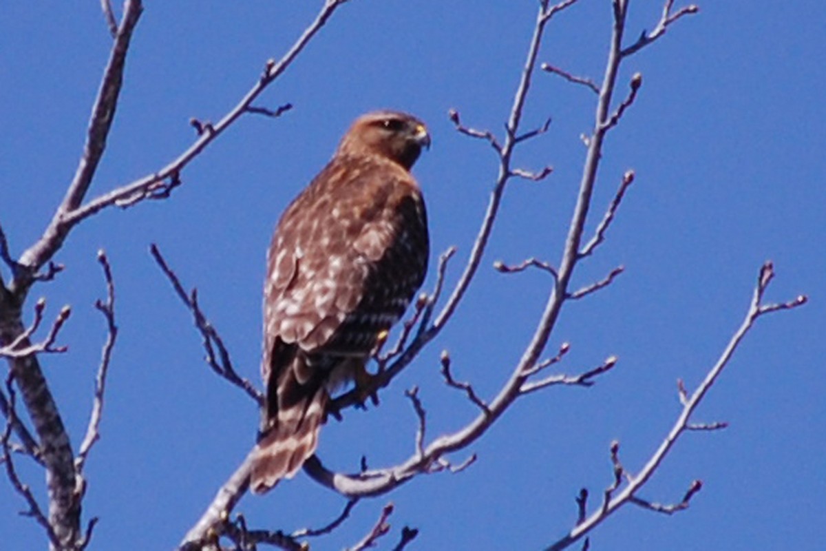 Red-shouldered Hawk - ML146191541