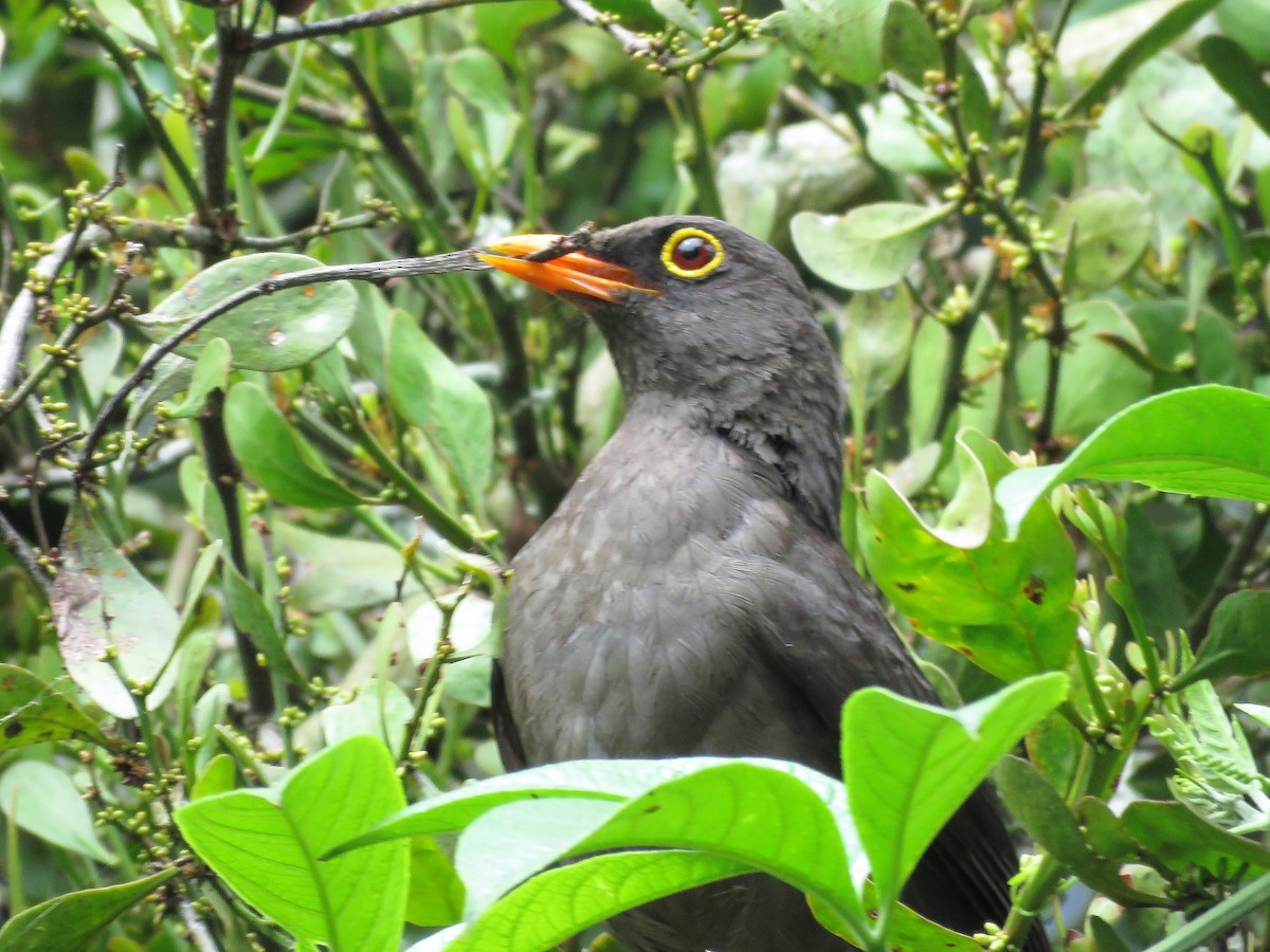 Great Thrush - JOSE ITURIEL ARANGO BERMUDEZ