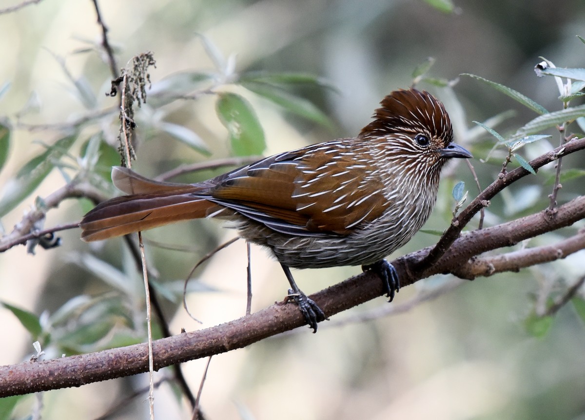 Striated Laughingthrush - ML146193331