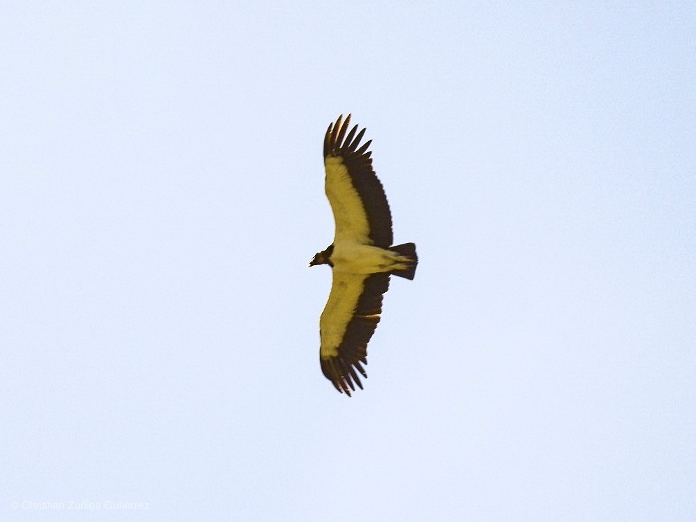 King Vulture - ML146193781