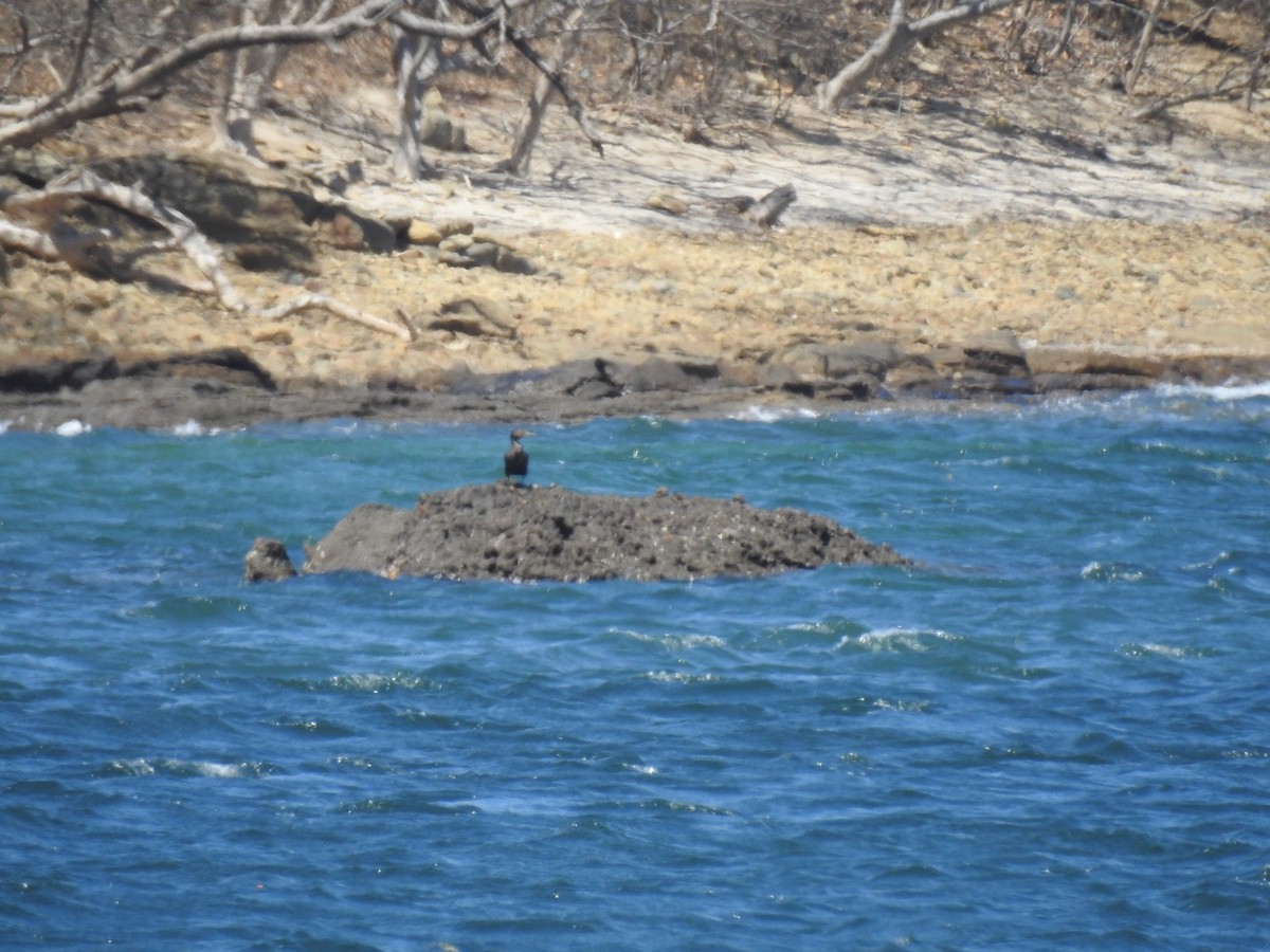 Neotropic Cormorant - ML146194241