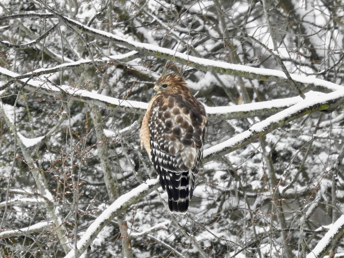 Red-shouldered Hawk - Anonymous