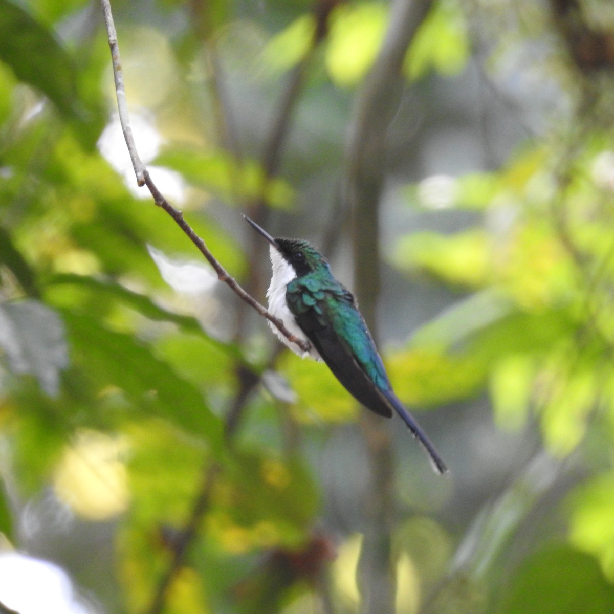 Purpurkron-Schmuckkolibri - ML146194971